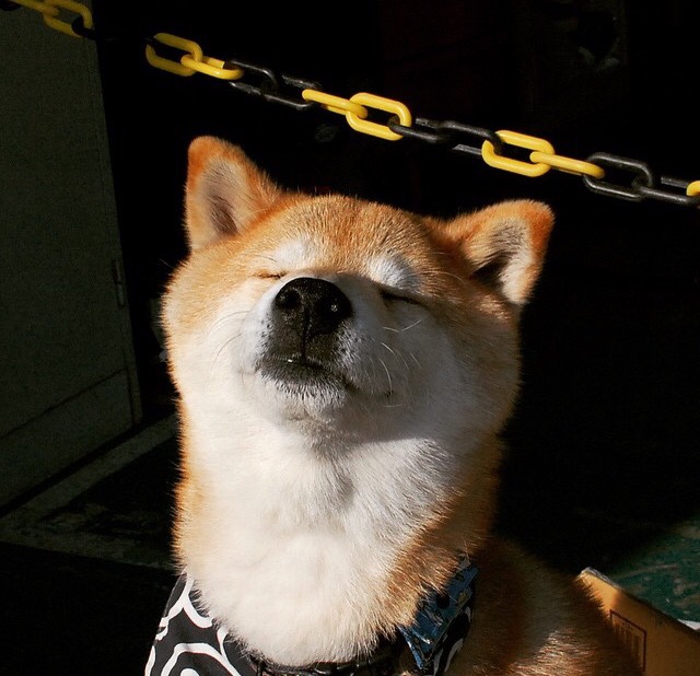 九游9游-赛事期间志愿者团队表现专业获广泛好评，比赛志愿者的作用